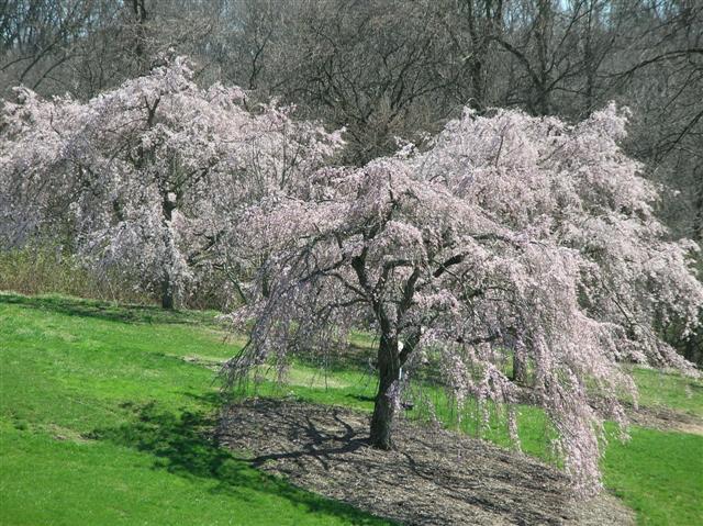 Weeping Cherry tree